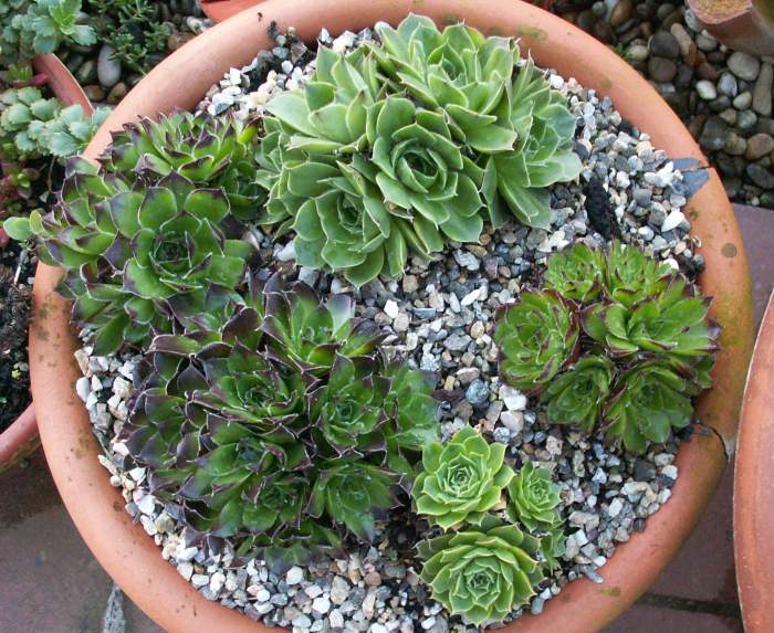 Sempervivum Dachwurz Hauswurz